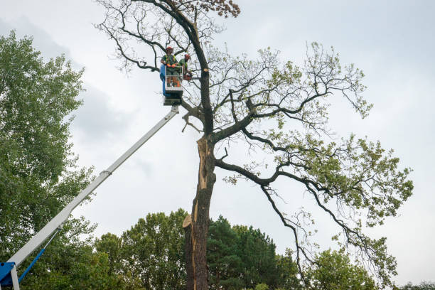 The Steps Involved in Our Tree Care Process in Milford, UT